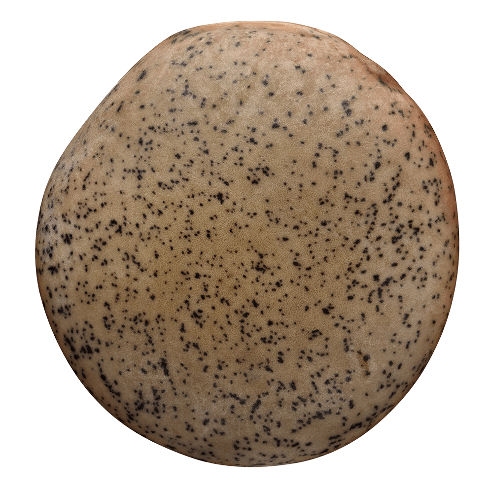 Lenticchia Pedina