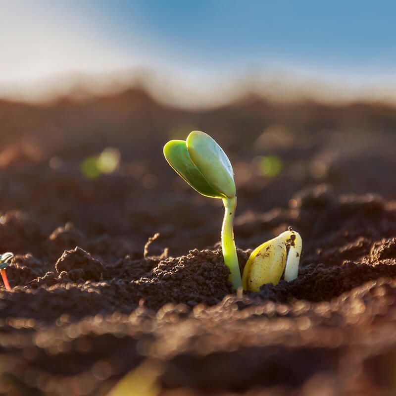 LEGUMI: superfood per la SALUTE e per il PIANETA