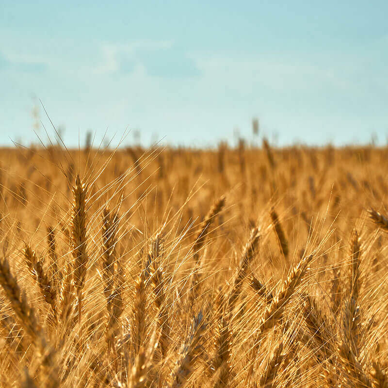 DISCOVERING GRAINS: their origins, properties and specific uses