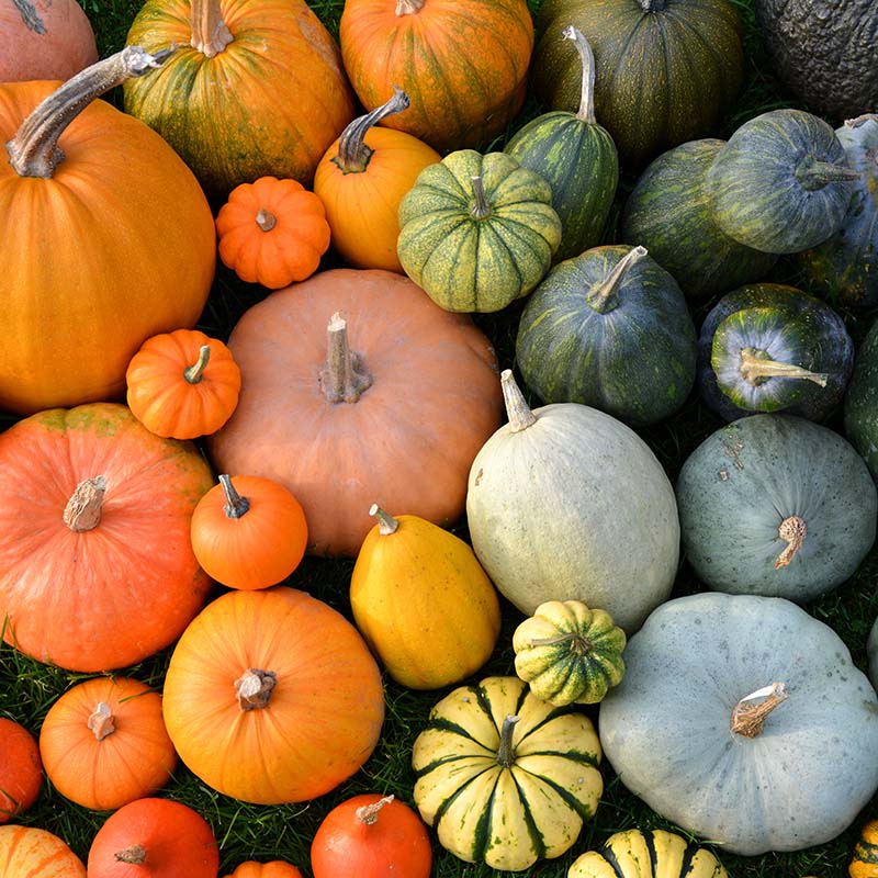 ZUCCA, la regina dell’Autunno