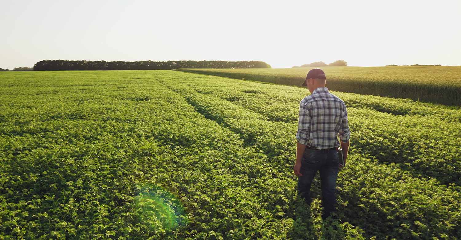 Agricoltore che ispezione un campo di ceci