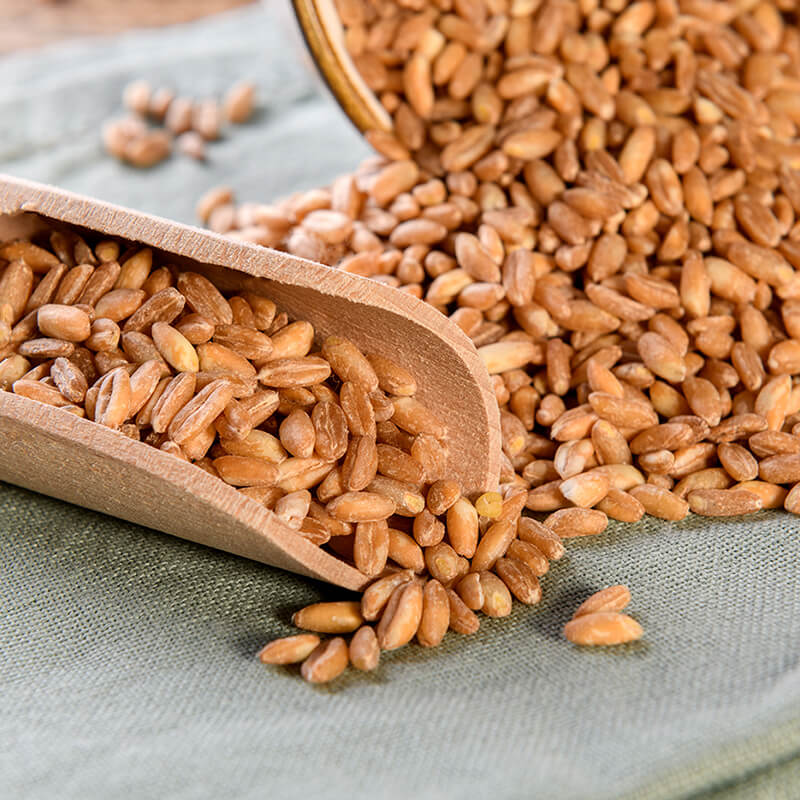 SPELT: PROPERTIES, BENEFITS, TYPES and CHARACTERISTICS